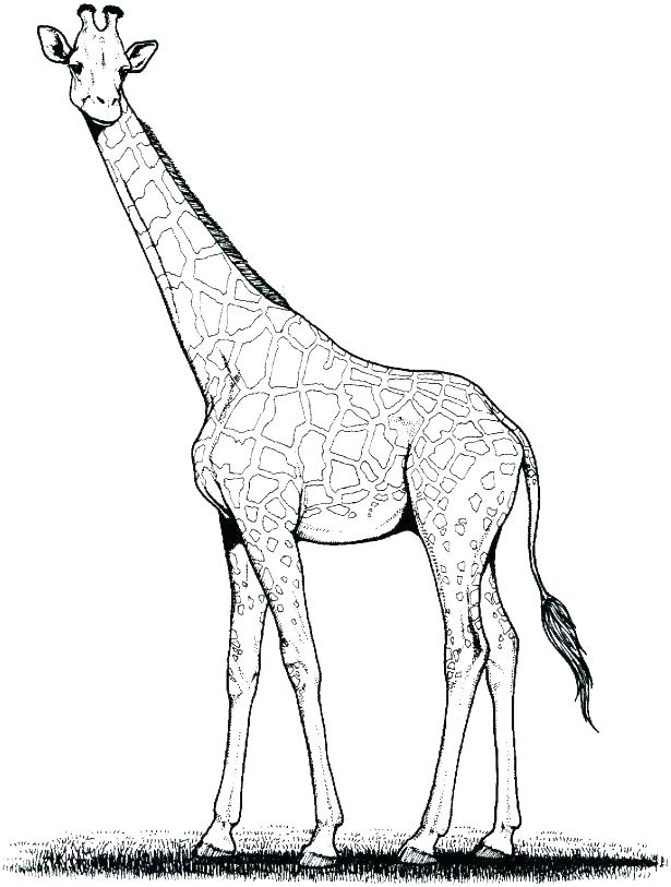615x813 Giraffe Coloring Page Giraffe Coloring Page Giraffe Coloring Pages