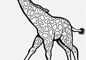 300x210 Giraffe Coloring Sheet Photographs Giraffe Coloring Pages