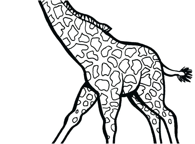 827x609 Coloring Pages Giraffe