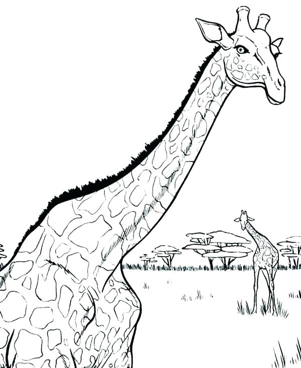 600x734 Baby Giraffe Coloring Pages Giraffe Coloring Pages Printable Baby