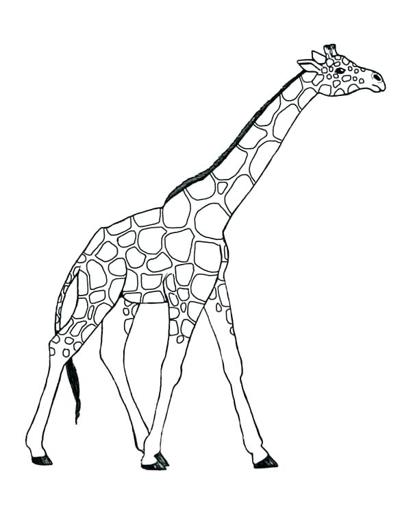 600x773 Coloring Pages Giraffe Giraffe Coloring Page Giraffe Coloring