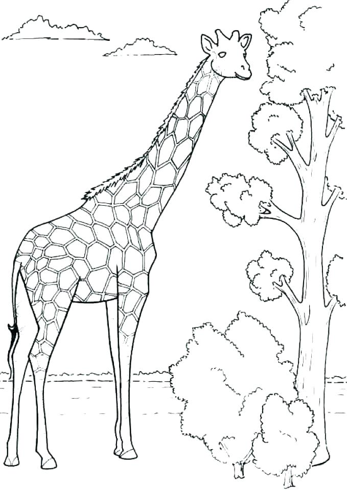 679x960 Giraffe Coloring Sheet Giraffe Coloring Pages Elegant Printable