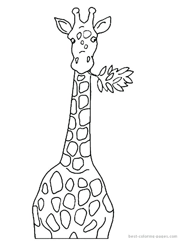 596x794 Line Drawing Of A Giraffe