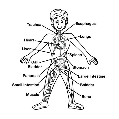 500x500 Human Body Coloring Pages For Preschoolers