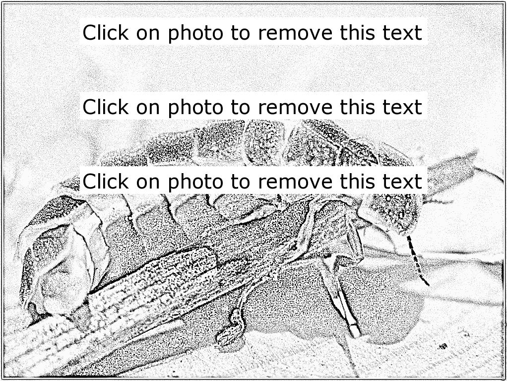 1022x768 Glowworm Or Lampyris Noctiluca Coloring Pages