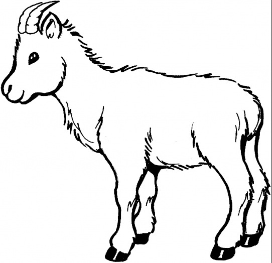 542x524 Baby Goat Coloring Page Coloring Book