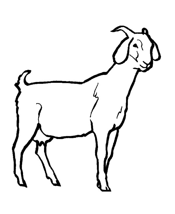 600x734 Livestock Goat Coloring Pages Color Luna