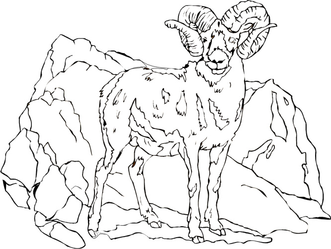 666x502 Mountain Goat Coloring Pages