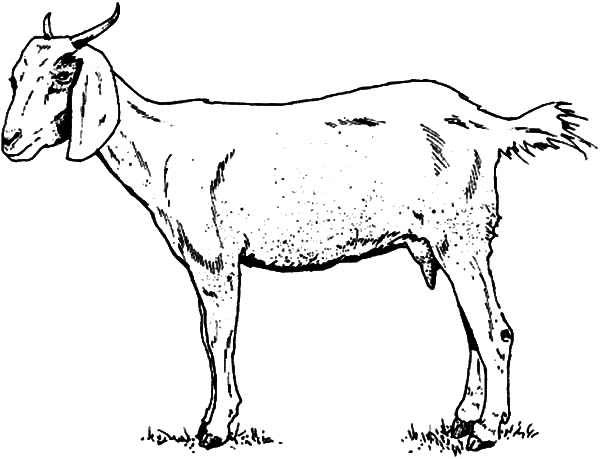 600x459 Skinny Goat Coloring Pages Color Luna
