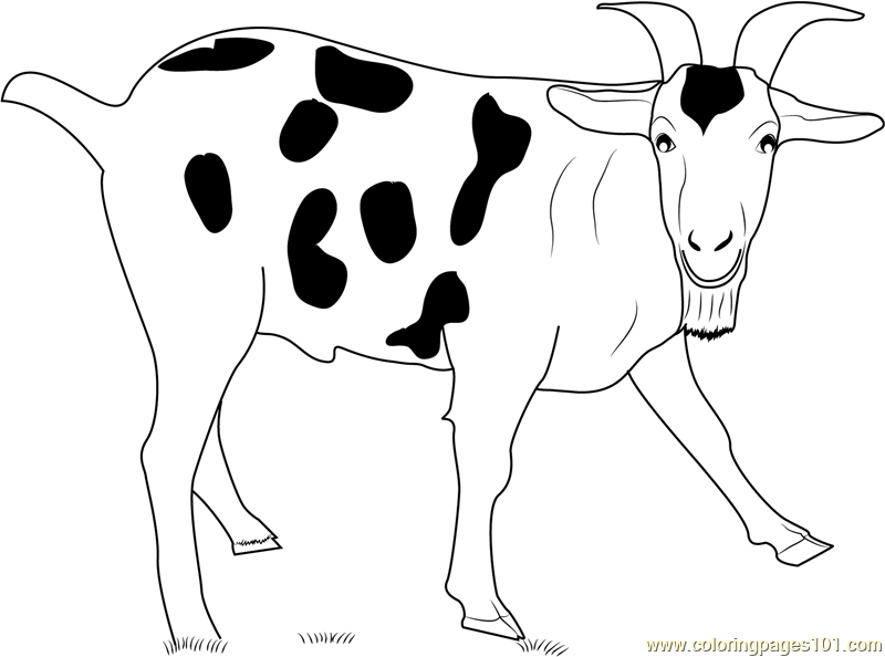 800x594 Black Spotted Goat Coloring Page