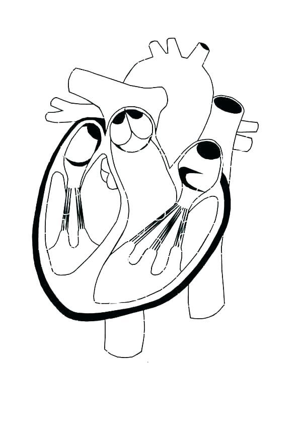 600x848 Human Anatomy Coloring Pages