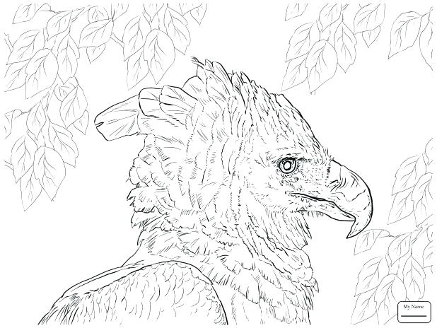 618x464 Eagle Color Sheet Golden Eagle Birds Coloring Pages Page Printable