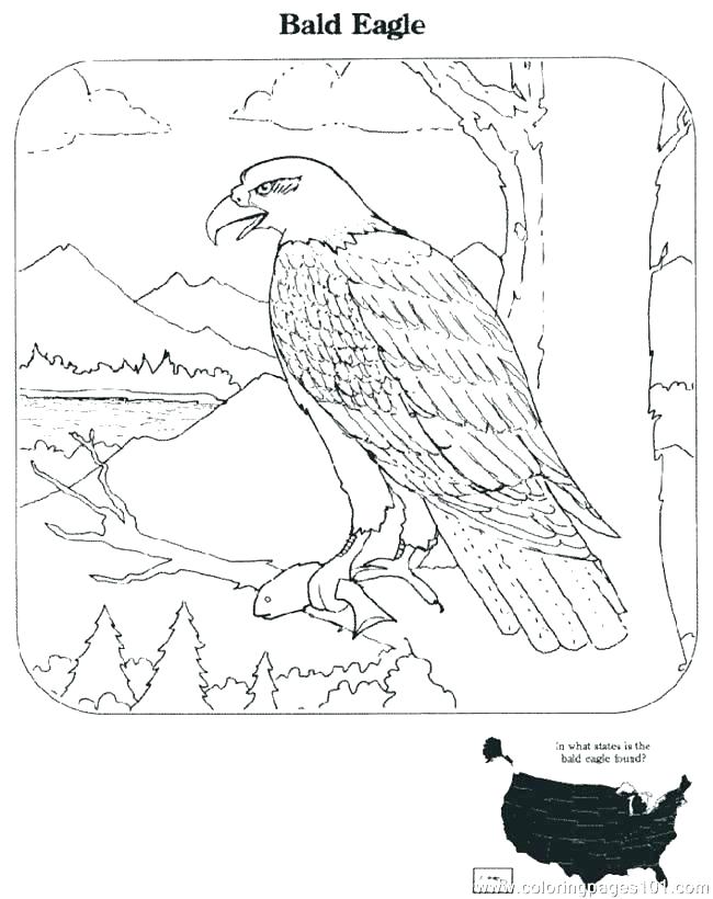 650x820 Eagle Coloring Pages Great Flying Bald Eagle Coloring Page Golden
