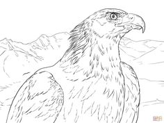 236x177 Golden Eagle Coloring Page Eagle Coloring Pages