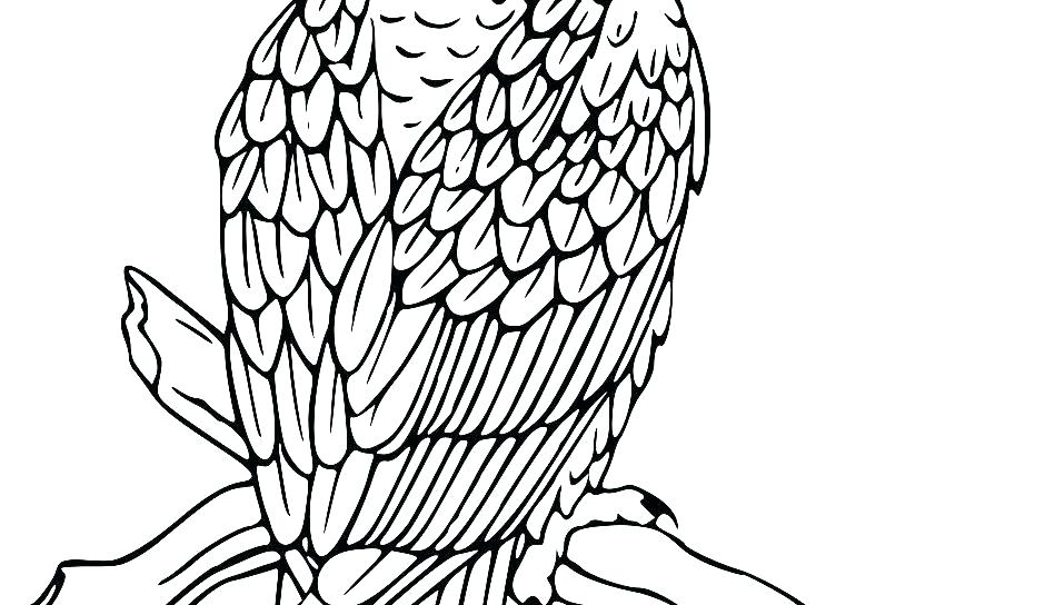 940x544 Printable Bald Eagle Coloring Pages For Kids Bald Eagle Coloring