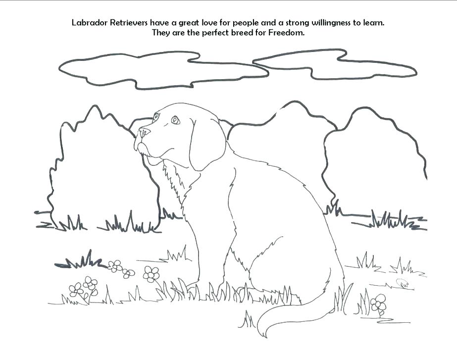 923x713 Golden Retriever Coloring Pages