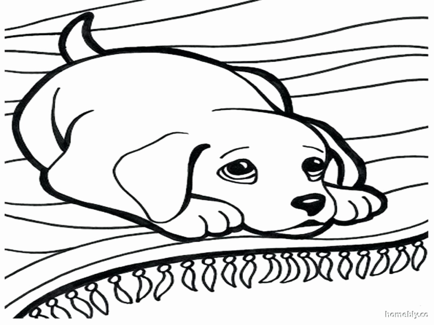 863x647 Rottweiler Puppies Coloring Pages Image Golden Retriever Puppy