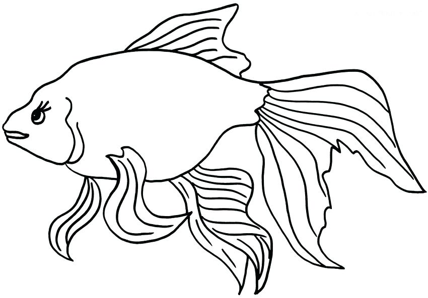 850x593 Goldfish Coloring Pages Print Printable For Kids Free Murs