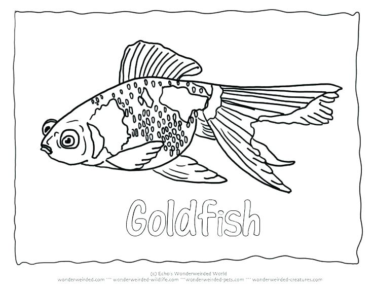 736x568 Goldfish Coloring Page Goldfish Coloring Page Fish Free Printable