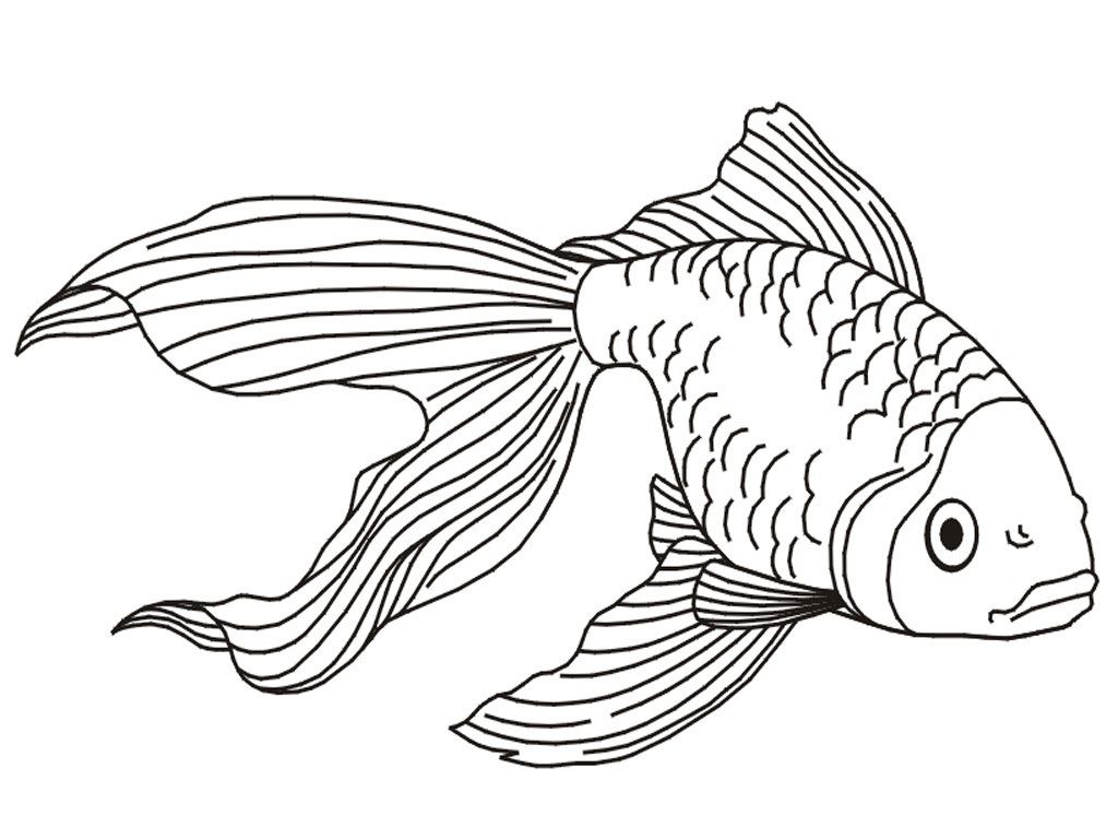 1024x768 Cool Printable Goldfish Coloring Pages Colouring Pages
