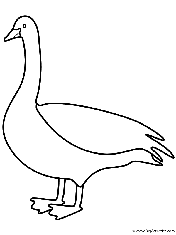 600x800 Goose