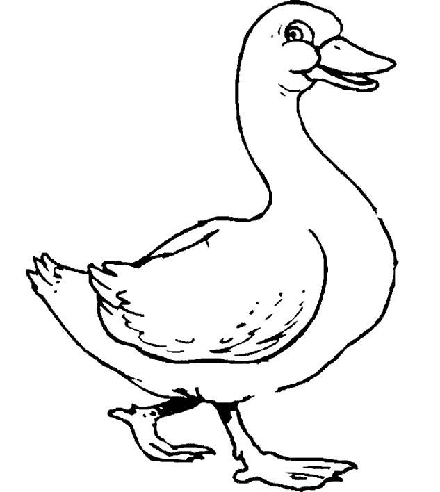 633x708 Goose Coloring Page Goose Coloring Page Darach