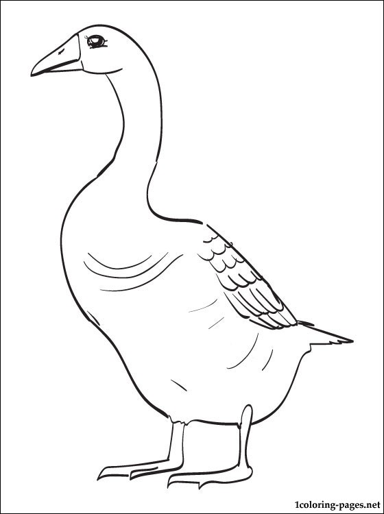 560x750 Goose Printable Coloring Page Coloring Pages