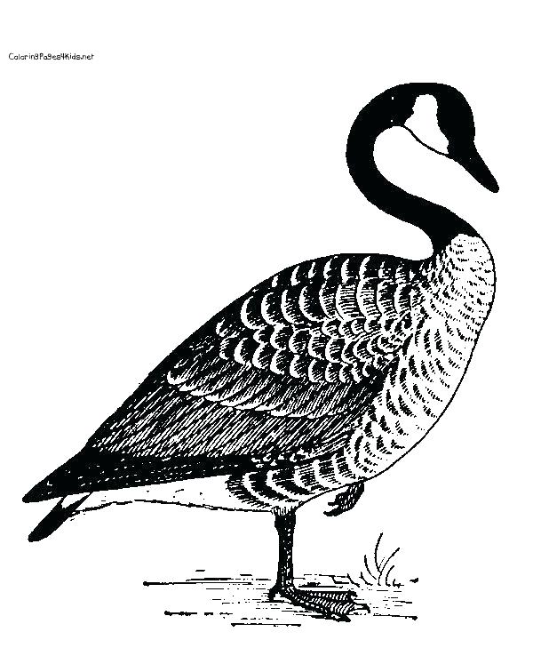 600x756 Goose Coloring Page Goose Coloring Page Goosebumps Coloring Sheets