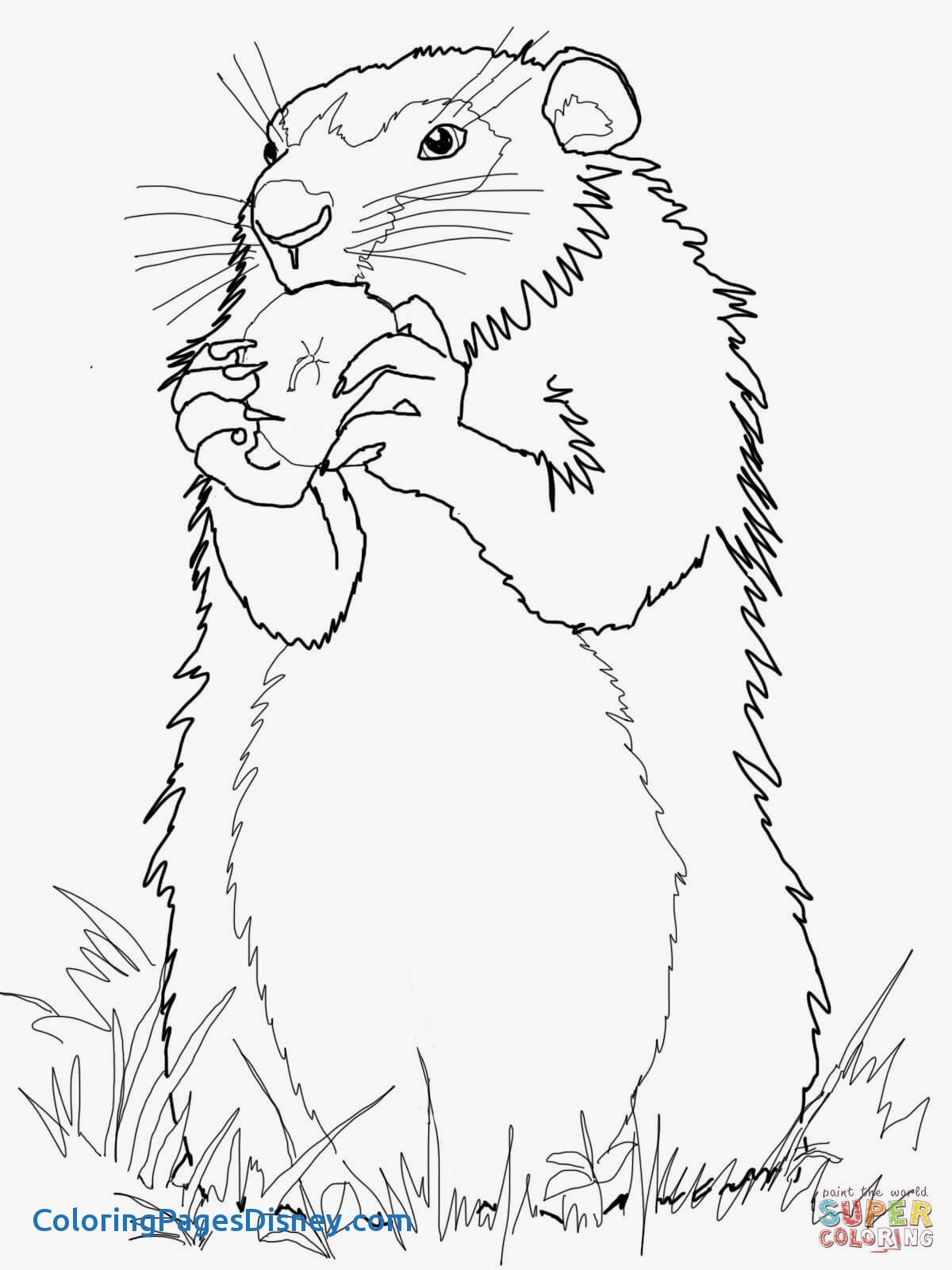 1200x1600 Gophers Coloring Pages Luxury Gopher Coloring Pages