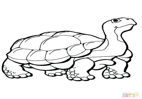 476x333 Tortoise Coloring Page Gopher Tortoise Coloring Page