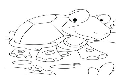476x333 Tortoise Coloring Page Tortoise Coloring Page Click To See
