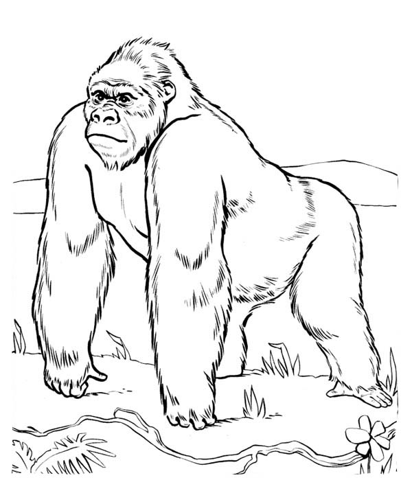 600x734 Gorilla Coloring Pages