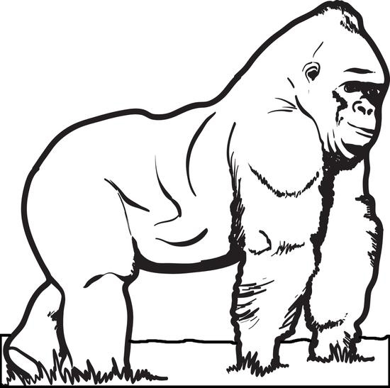 550x547 Gorilla Coloring Pages Unique Free Printable Gorilla Coloring Page