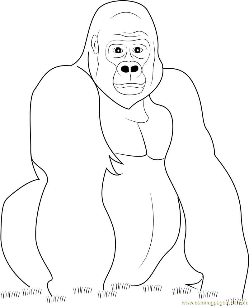 800x981 Gorilla Look