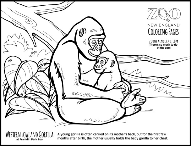 608x467 Gorilla Coloring Page Color A Gorilla Download