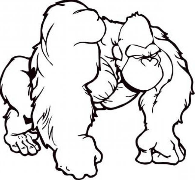 649x600 Gorilla Coloring Pages To Print Gorilla Coloring Pages For Your