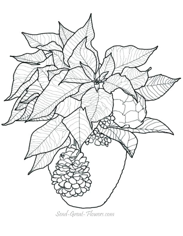 612x792 Poinsettia Coloring Page Fresh Cool Coloring Pages For Adults