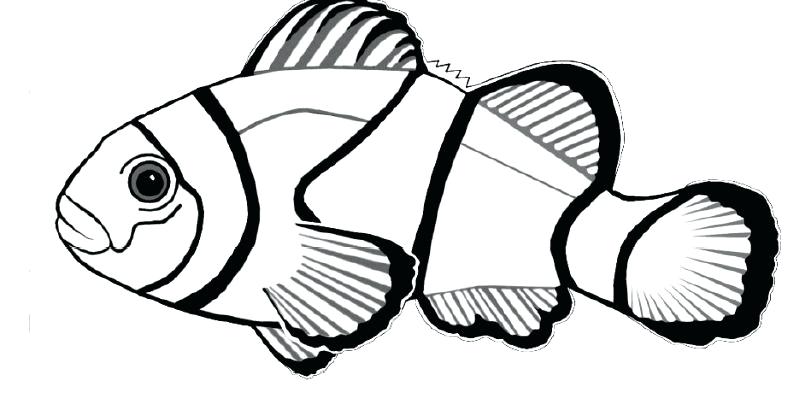 810x404 Clown Fish Coloring Page Coloring Pages Free Clown Fish Coloring