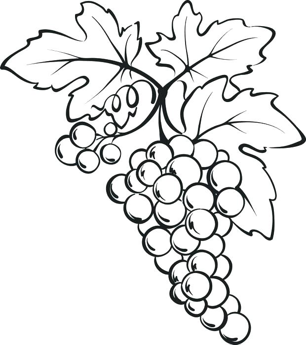620x700 Grape Coloring Page Grapes Coloring Pages Coloring Page Of A Bunch