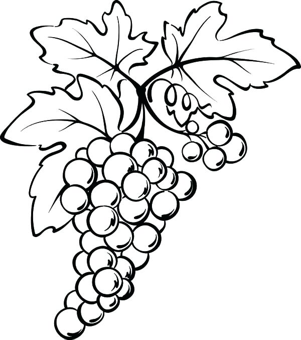 600x677 Grapes Coloring Page Grape Leaves Coloring Page