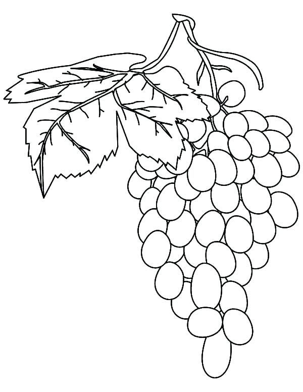 600x776 Grapes Coloring Page Grapes Coloring Page Grapes Coloring Pages