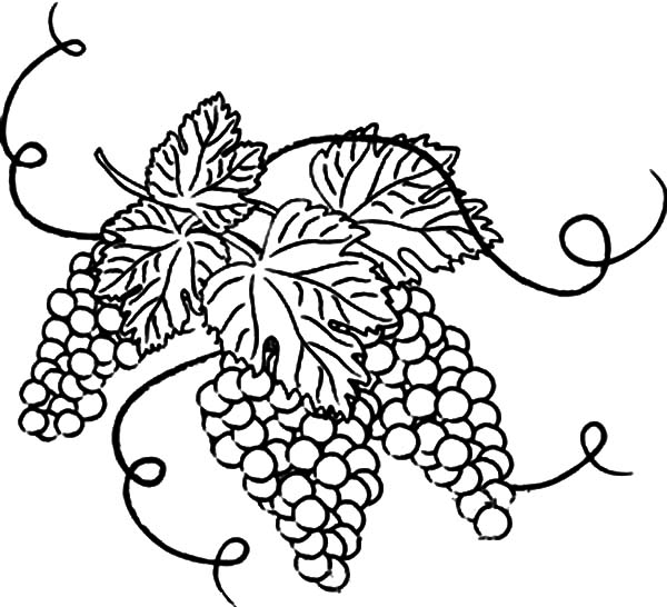 600x546 Grapes With Leaves Coloring Pages Color Luna