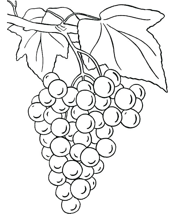600x734 Grape Coloring Page Coloring Page Corn Stalk Coloring Page Corn