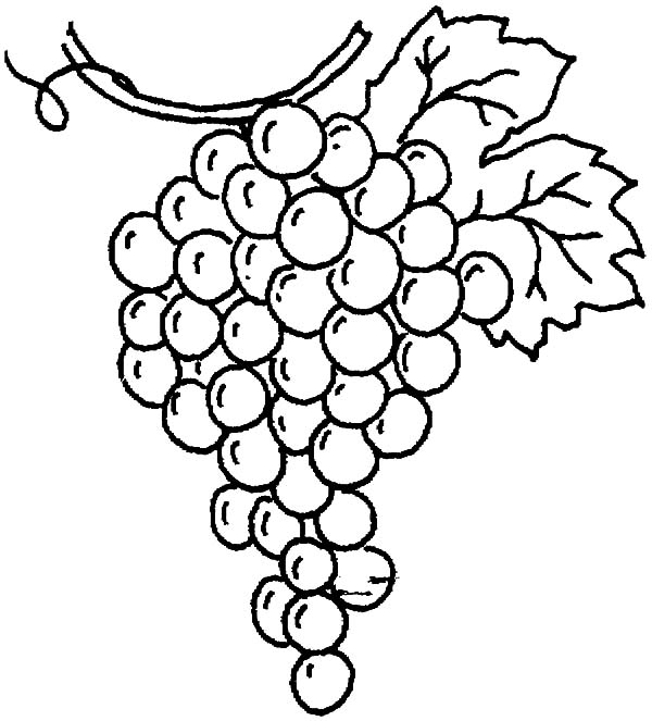 600x663 Drawing Grapes Coloring Pages Color Luna