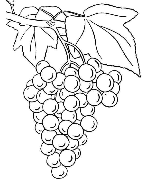 600x734 Grapes Coloring Pages For Kids Color Luna
