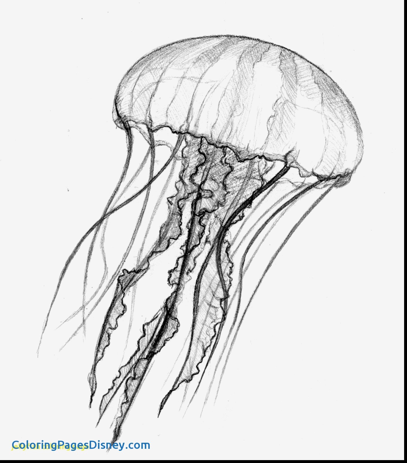 1408x1599 Jellyfish Coloring Pages Inspirational Beautiful Graph