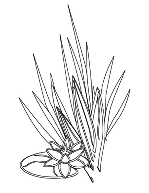 600x776 Lillypad And Grass Coloring Pages Color Luna