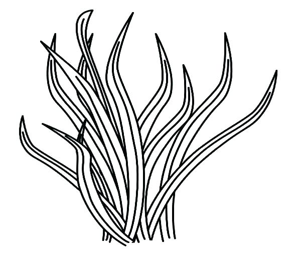 600x504 Seagrass Coloring Pages