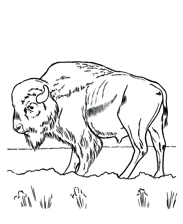 600x734 Bison Coloring Pages