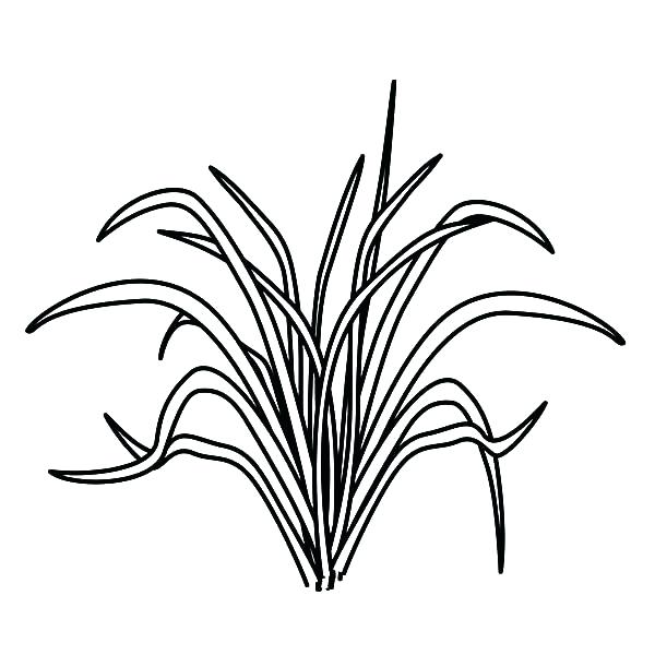 600x600 Grass Coloring Pages